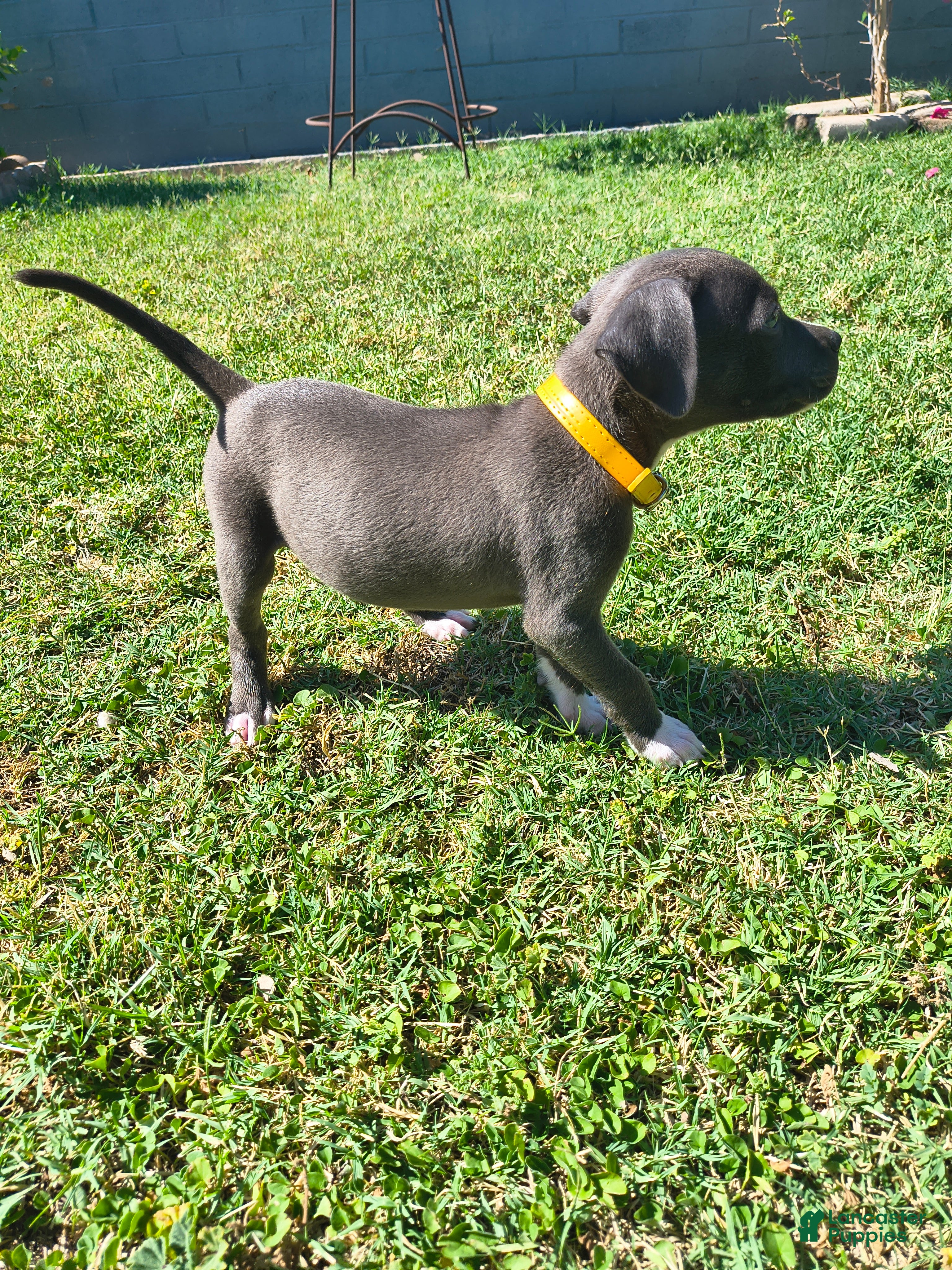 American Pit Bull Terrier dogs Luna - Ad 2