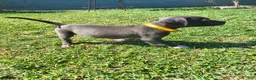 American Pit Bull Terrier dogs for sale: Luna - Ad 3
