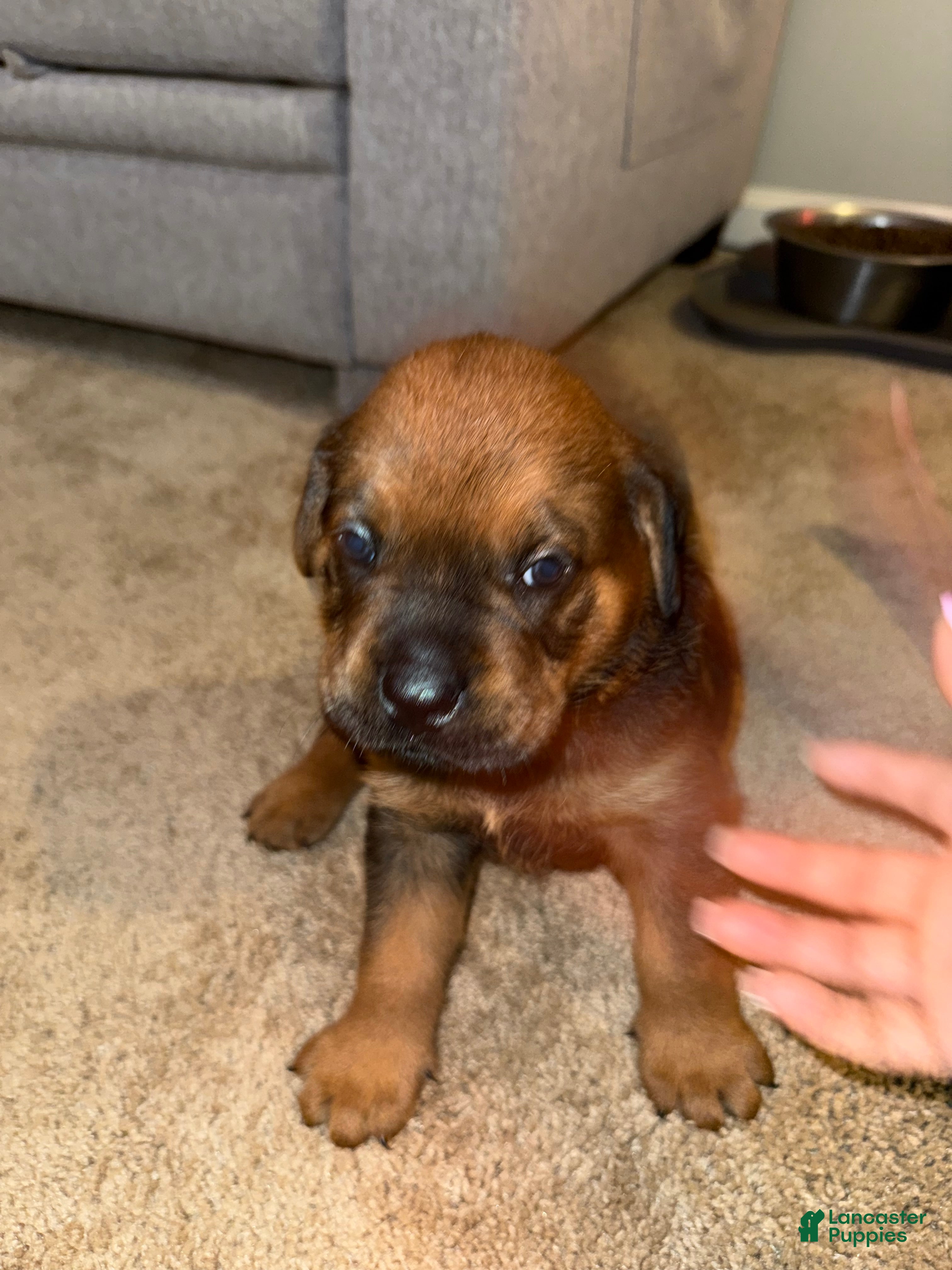 Mixed Breed dogs Mixed Breed 5 - Ad 1