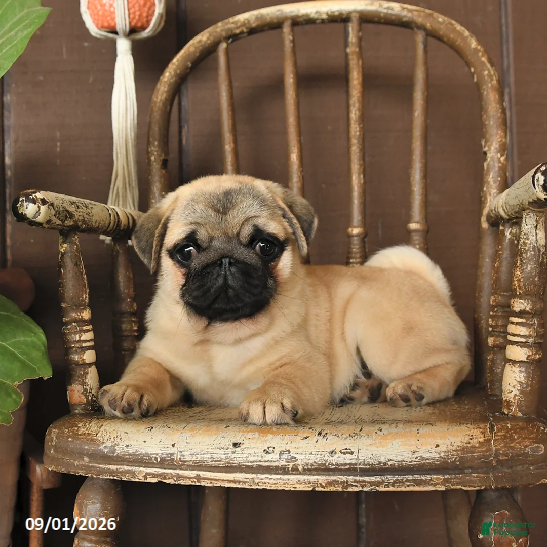 Pug dogs for sale: Stella - Ad 2