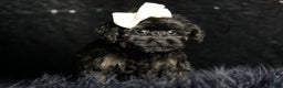 Maltipoo dogs for sale: Baby Girl  - Ad 2