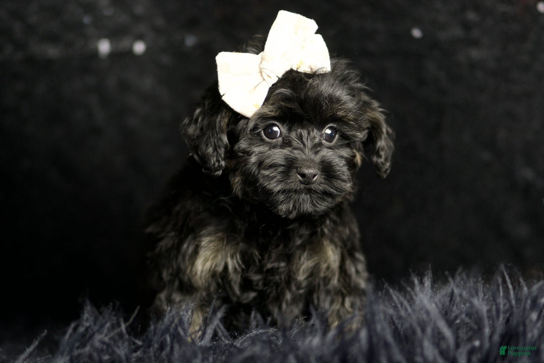 Maltipoo dogs for sale: Baby Girl  - Ad 2