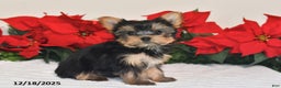 Yorkshire Terrier dogs for sale: Jade - Ad 4