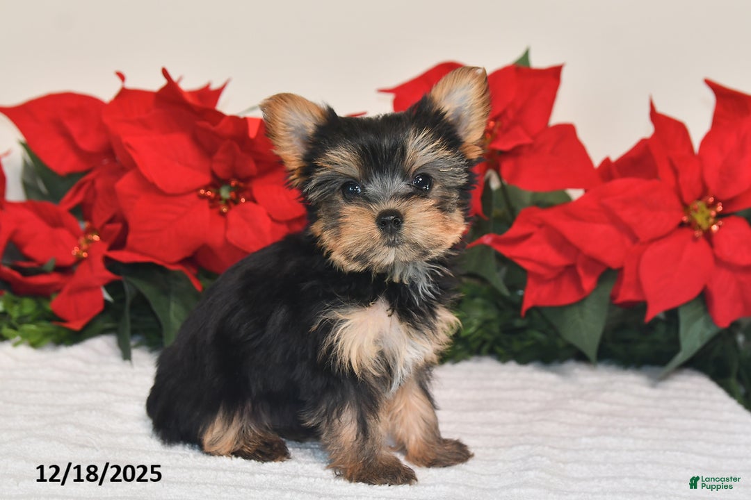 Yorkshire Terrier dogs for sale: Jade - Ad 4