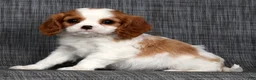 Cavalier King Charles Spaniel dogs for sale: Milo - Ad 9