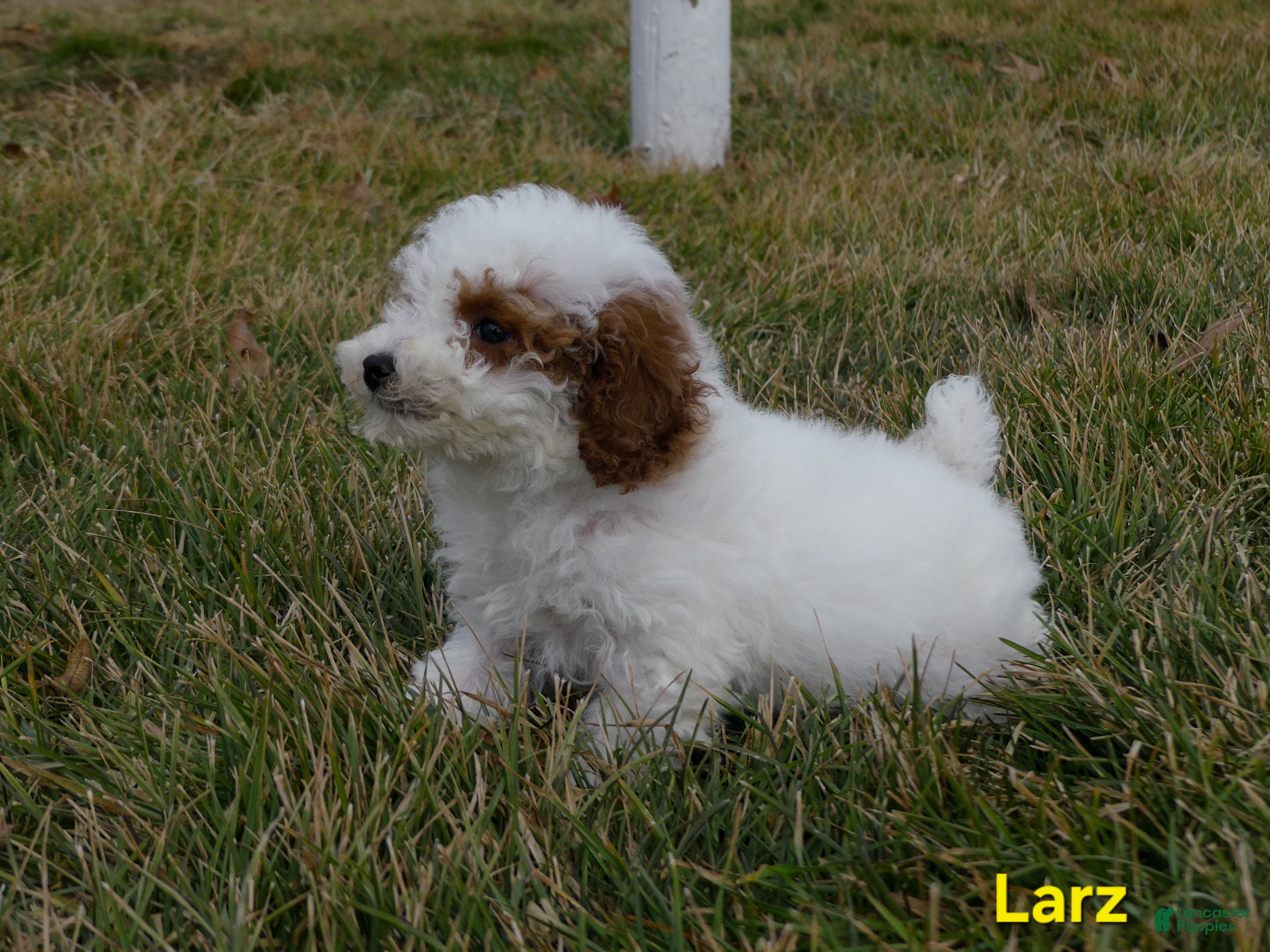 Miniature Poodle dogs Larz - Ad 1