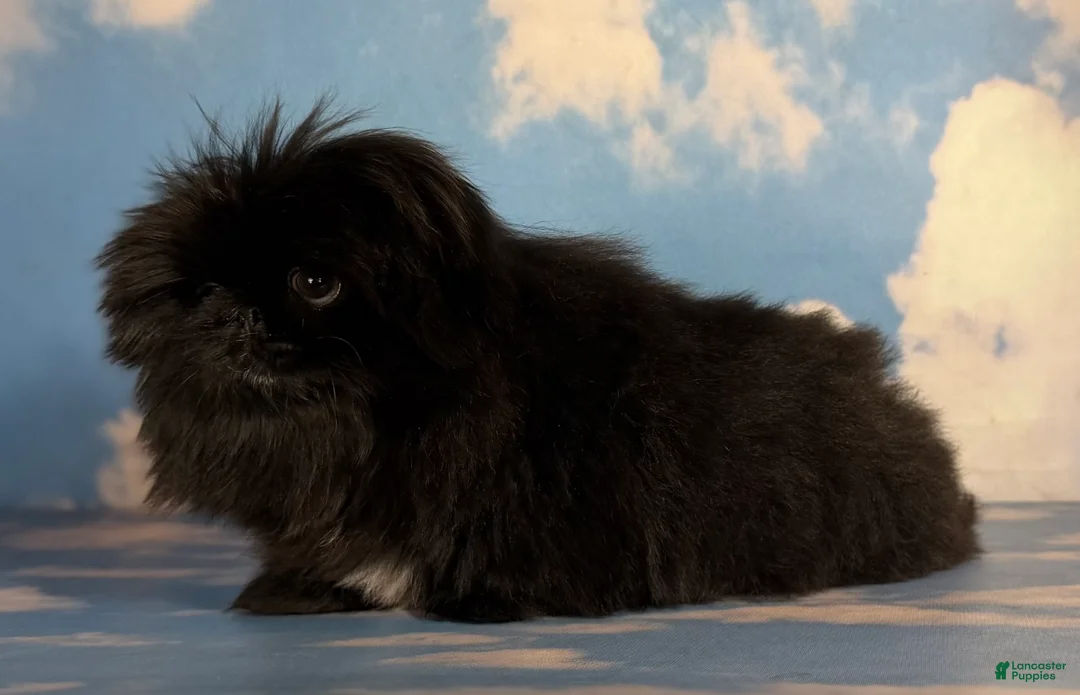 Pekingese dogs for sale: AKC DNA OFA Pablo - Ad 23
