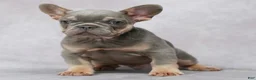 French Bulldog dogs for sale: Miles - Ad 1