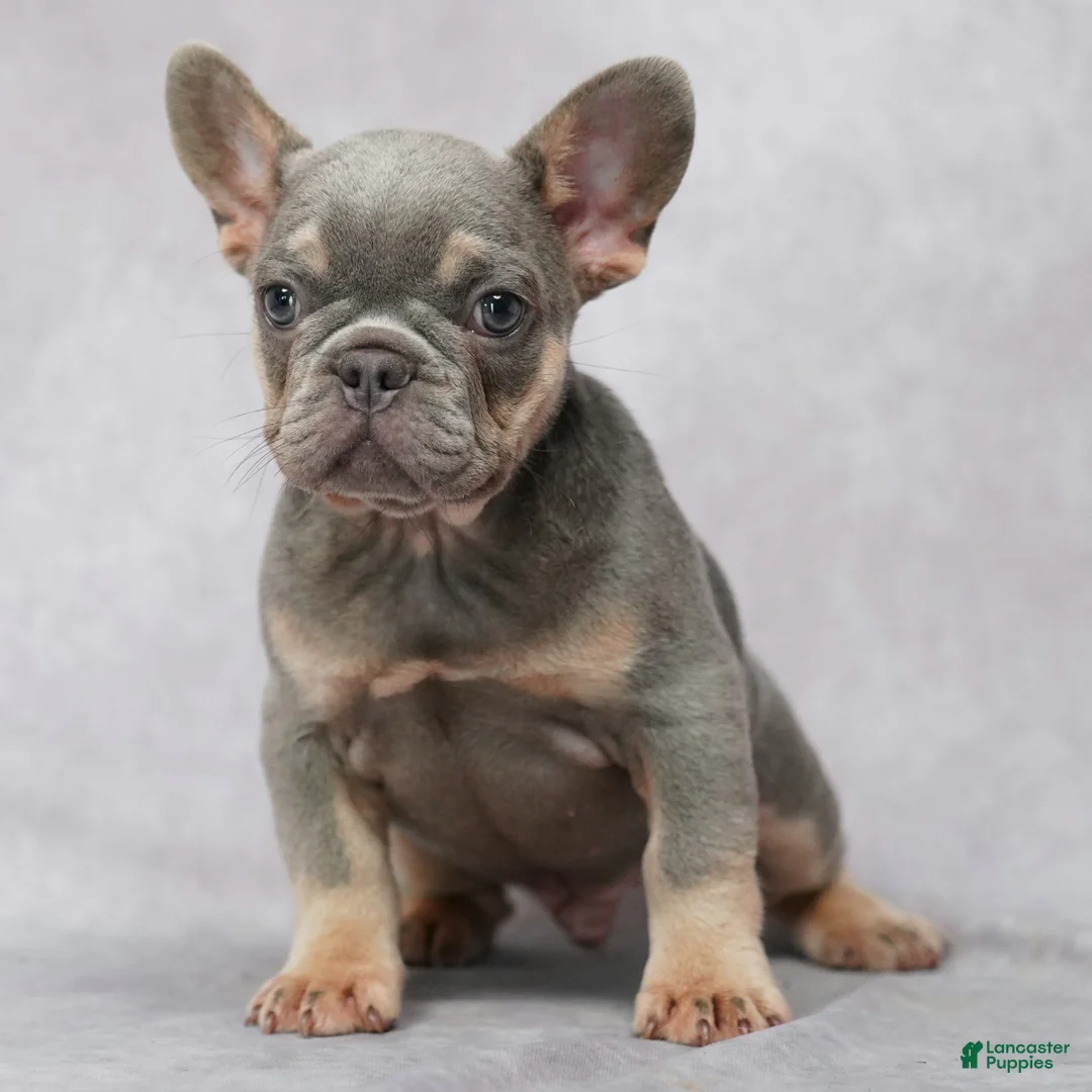 French Bulldog dogs for sale: Miles - Ad 1