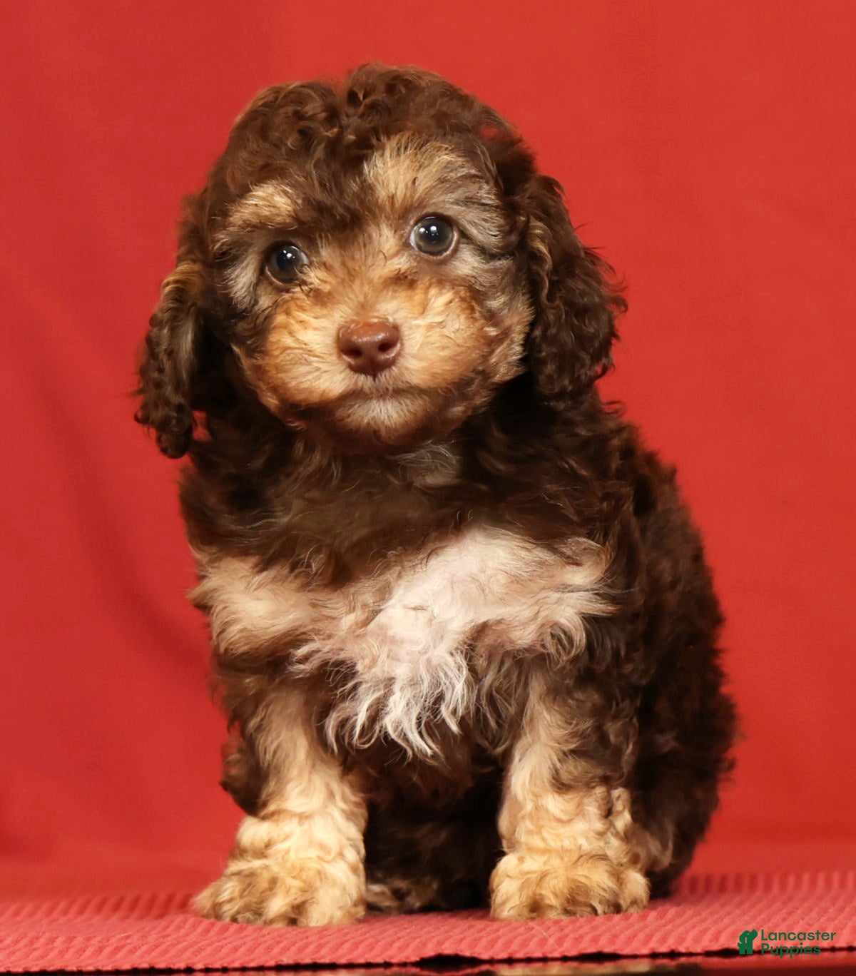 Miniature Poodle dogs Chrissy - Ad 1