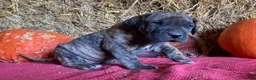 Great Dane dogs for sale: Brindy - Ad 3