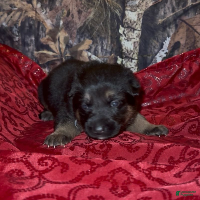 German Shepherd dogs SIMON - Ad 41