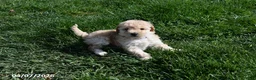 Bichpoo dogs for sale: Brooklyn - Ad 5