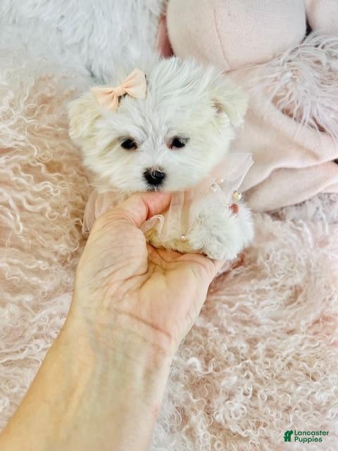 Maltese dogs Teacup Maltese Puppy 1 - Ad 2