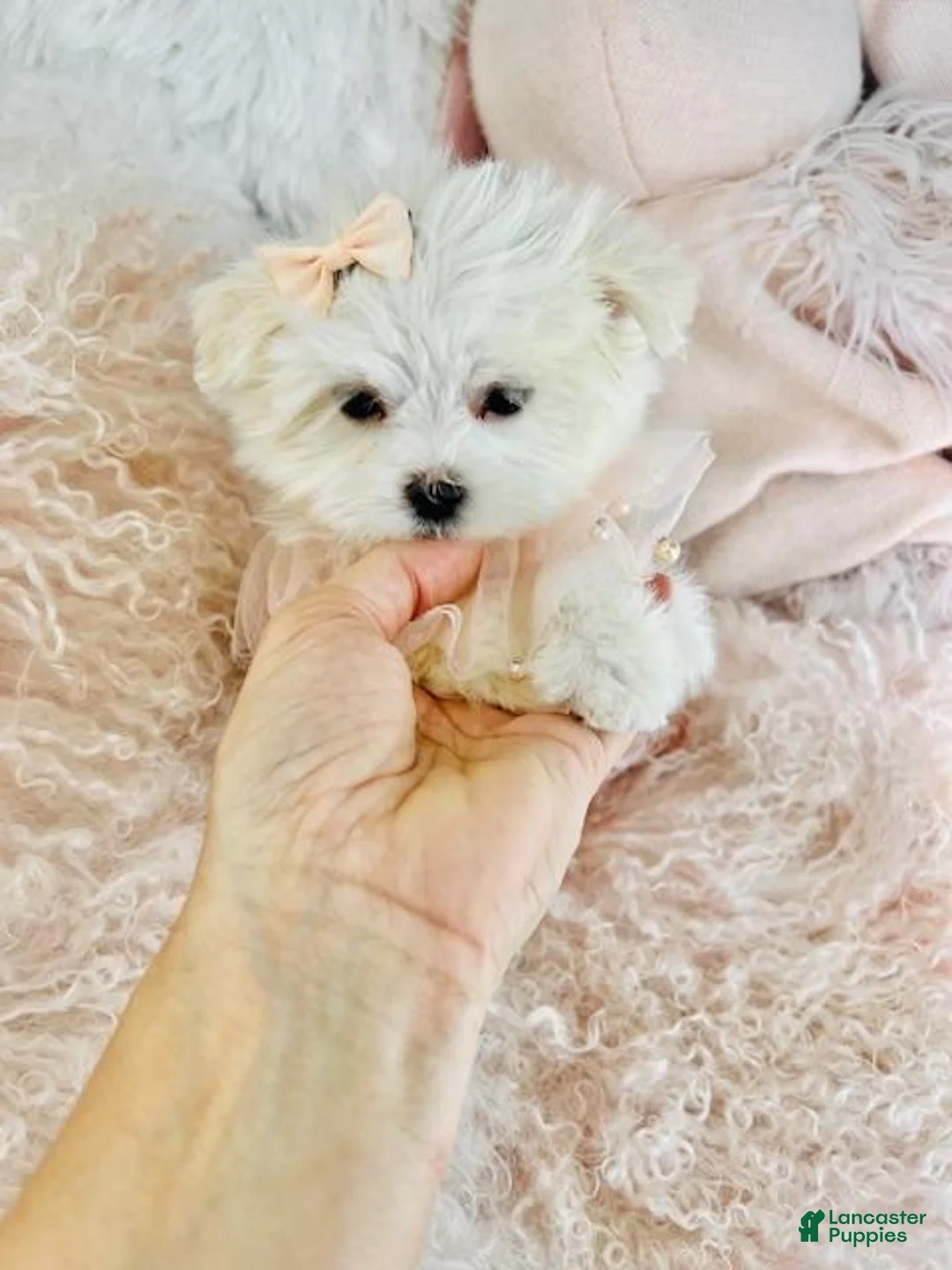 Maltese dogs for sale: Teacup Maltese Puppy 1 - Ad 2