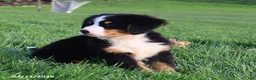 Bernese Mountain Dog dogs for sale: Molly - Ad 3