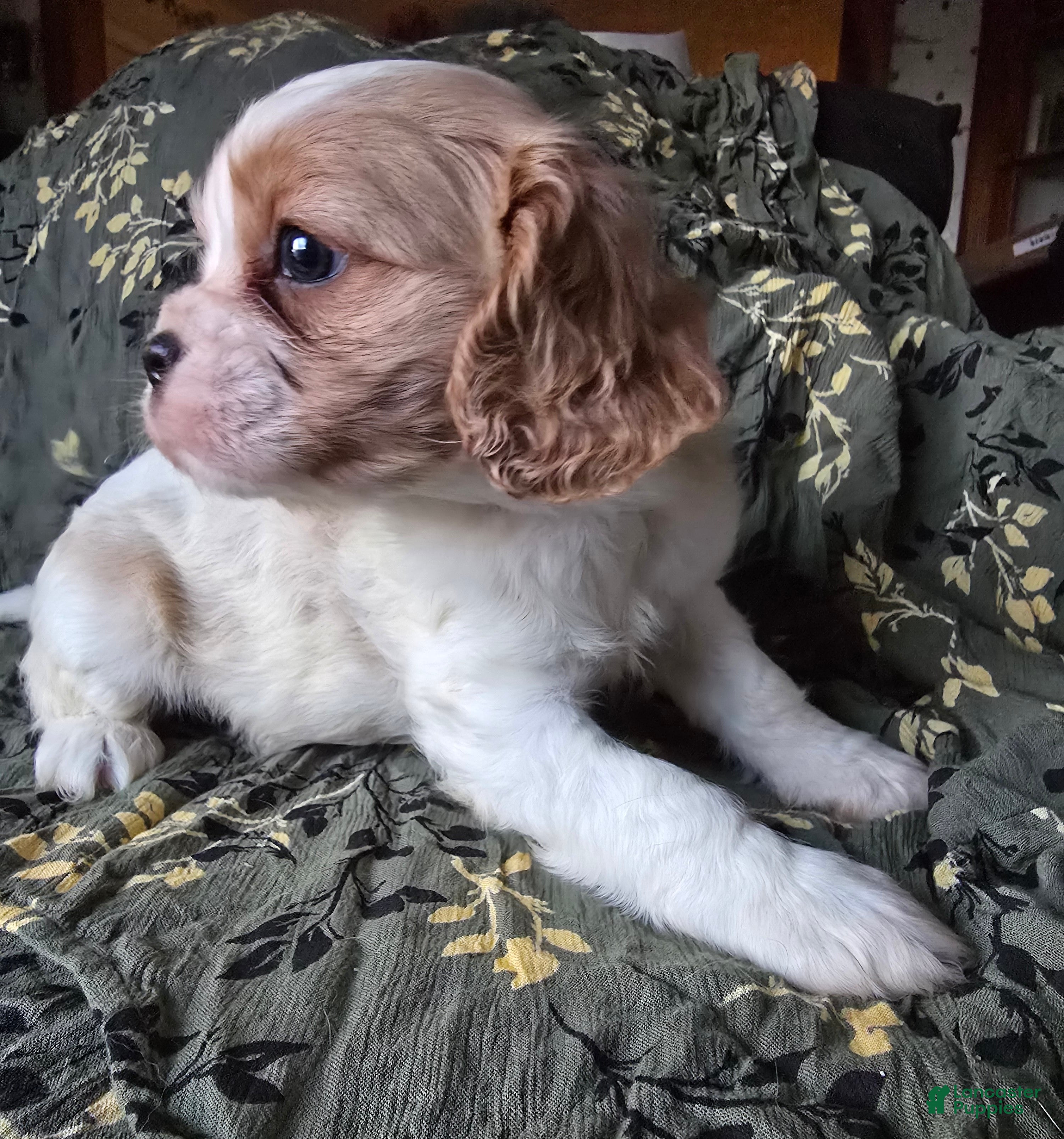 Cavalier King Charles Spaniel dogs Evan - Ad 21