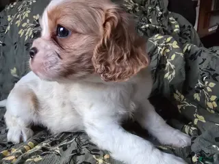 Cavalier King Charles Spaniel dogs Evan - Ad 21