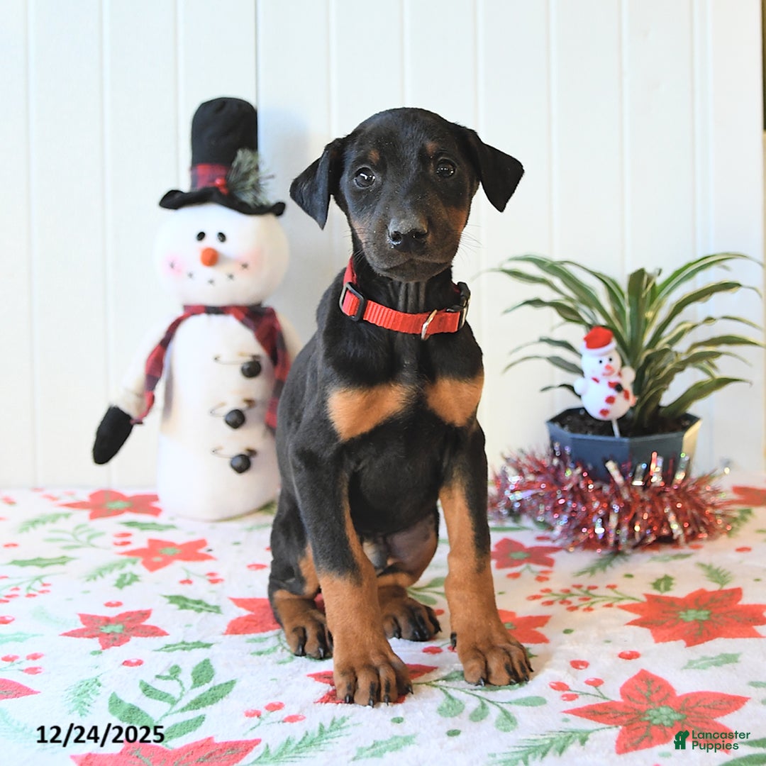 Doberman Pinscher dogs for sale: Buddy - Ad 2