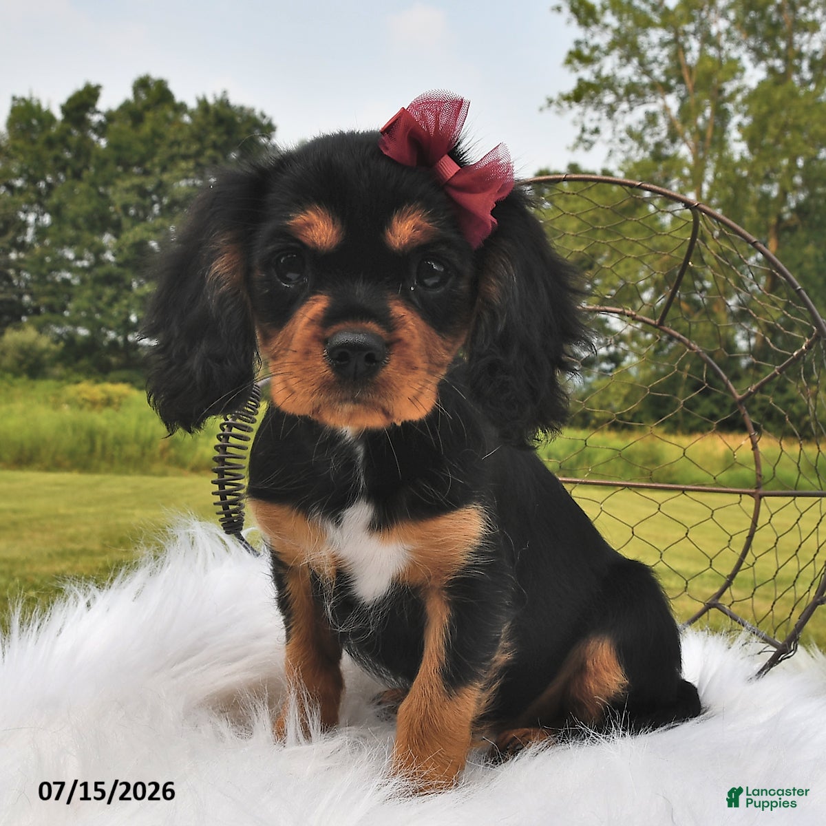 Beaglier dogs Candy - Ad 1
