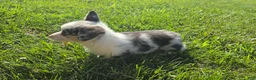 Mixed Breed dogs for sale: Buster - Ad 2