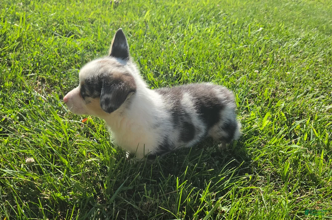 Mixed Breed dogs for sale: Buster - Ad 2