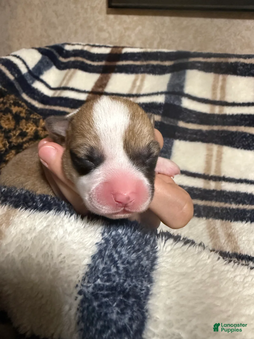 Welsh Corgi Pembroke dogs for sale: Welsh Corgi Pembroke Puppy 2 - Ad 1