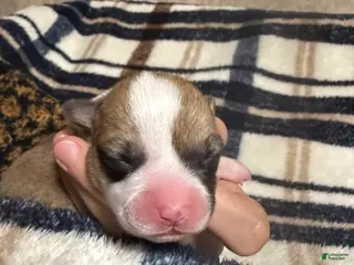 Welsh Corgi Pembroke dogs Welsh Corgi Pembroke Puppy 2 - Ad 38