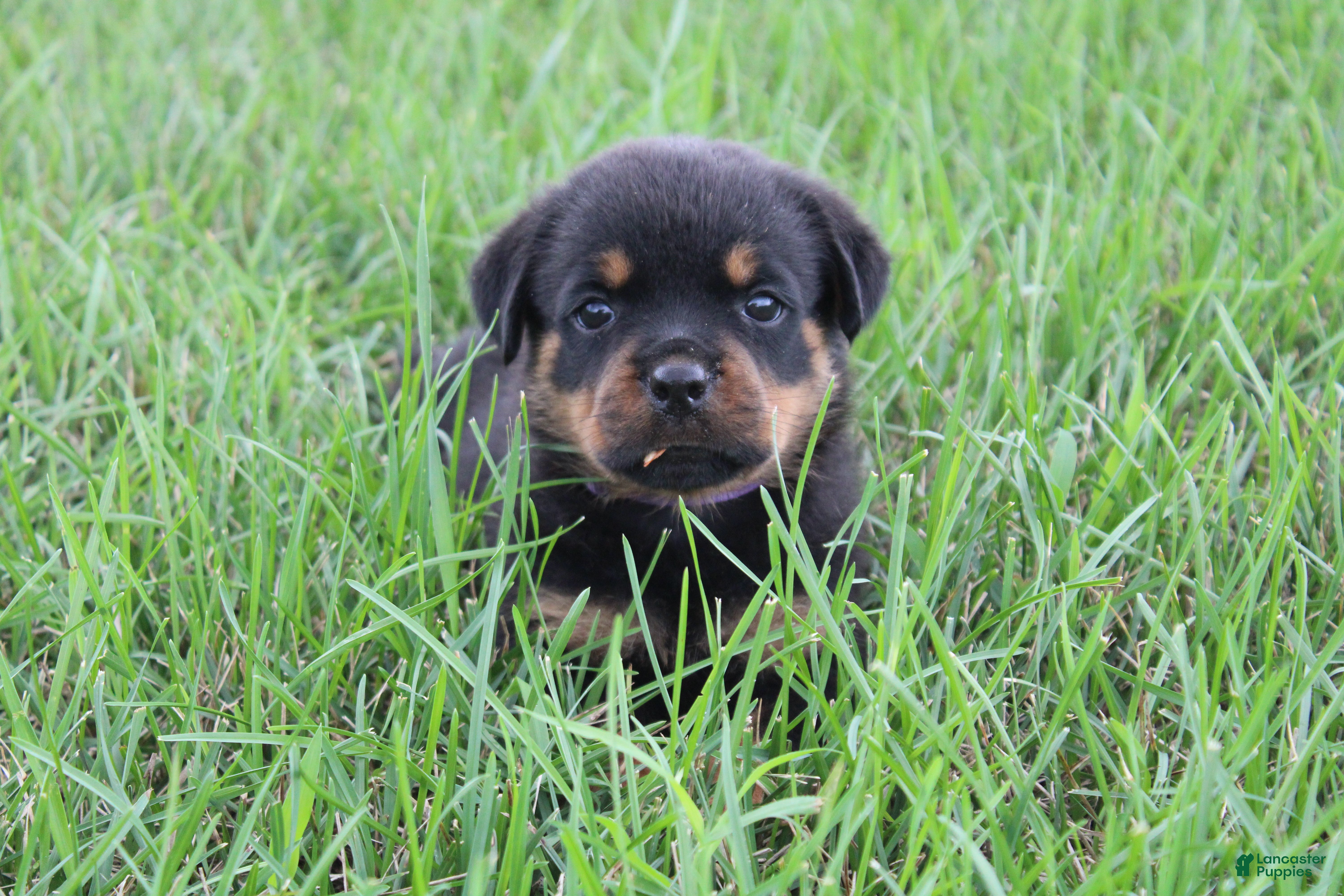 Rottweiler dogs Brindi - Ad 2