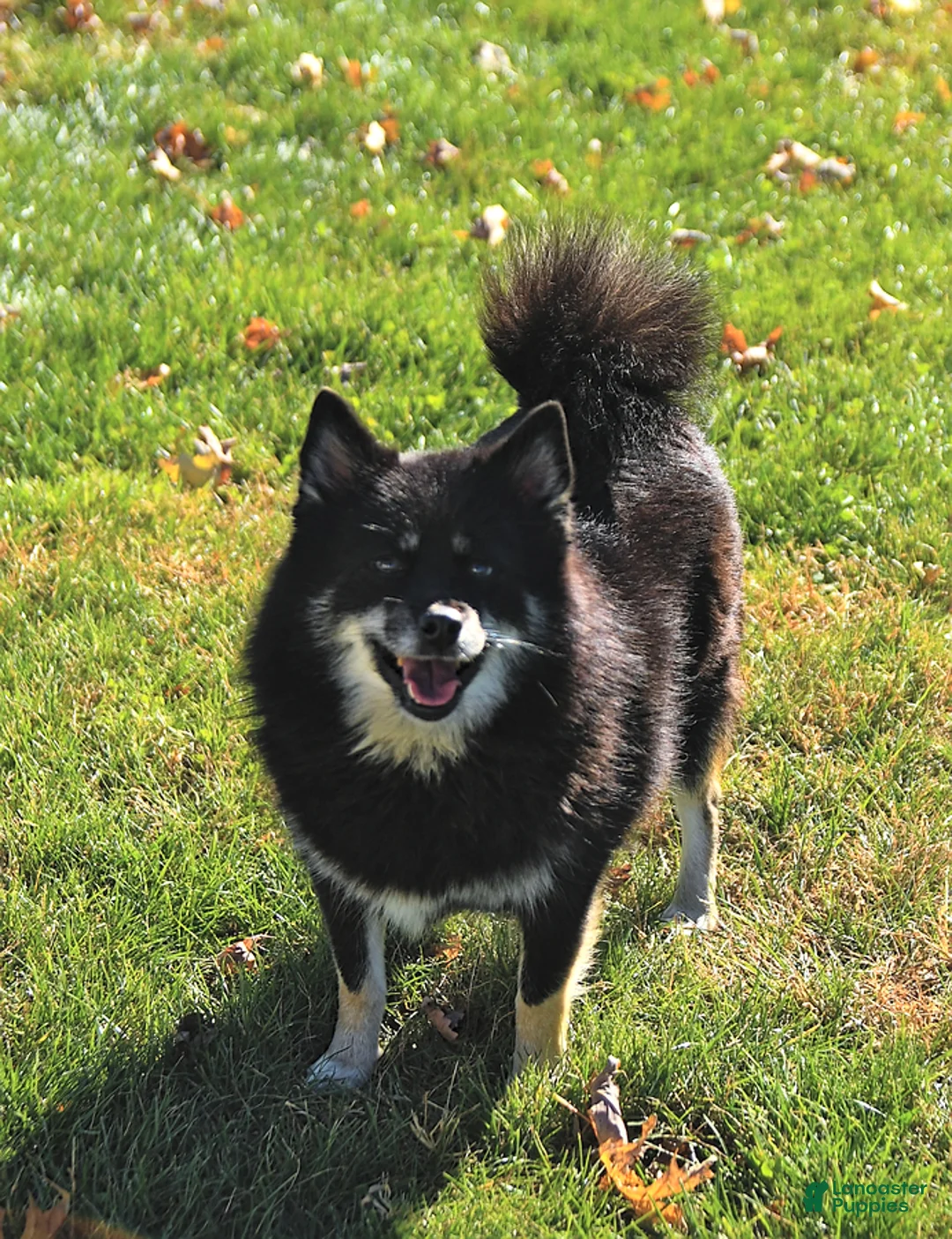 Pomsky dogs for sale: Lacy - Ad 6