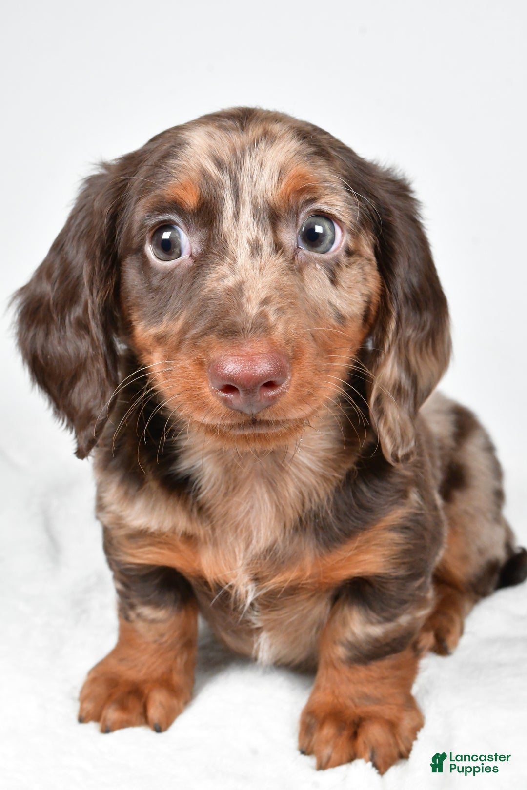 Miniature Dachshund dogs for sale: Asher - Ad 7