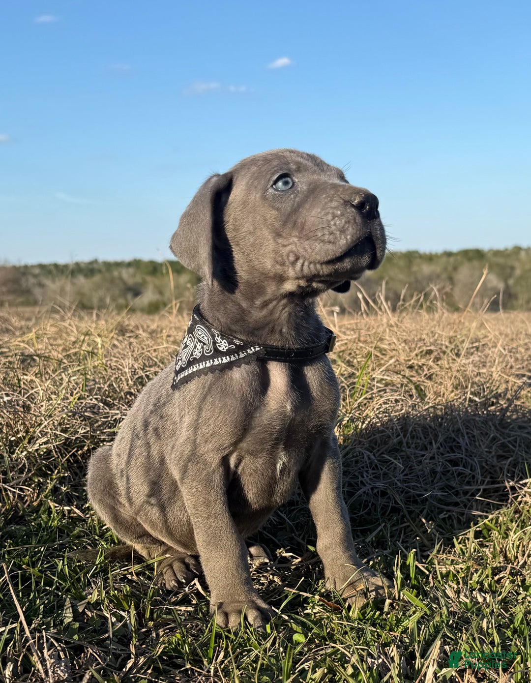 Great Dane dogs for sale: Big & Blue Dakota  - Ad 4
