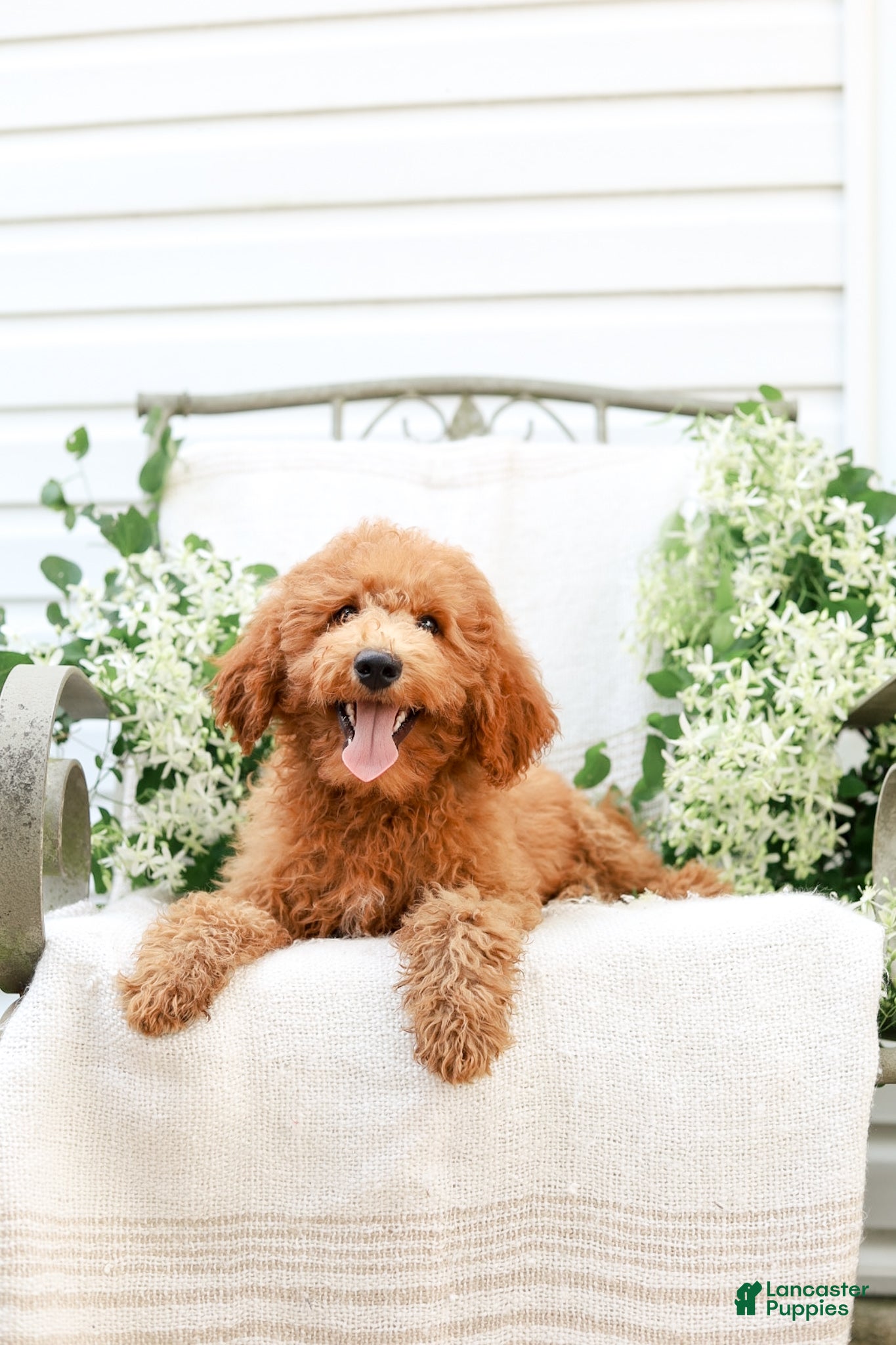 Goldendoodle dogs Jordan - Ad 2
