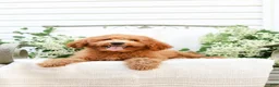 Goldendoodle dogs for sale: Jordan - Ad 2