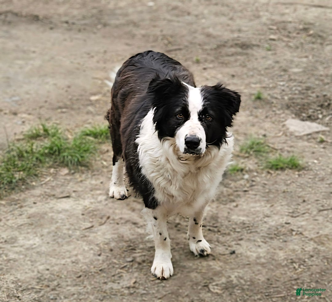 Border Collie dogs for sale: Bailey - Ad 15