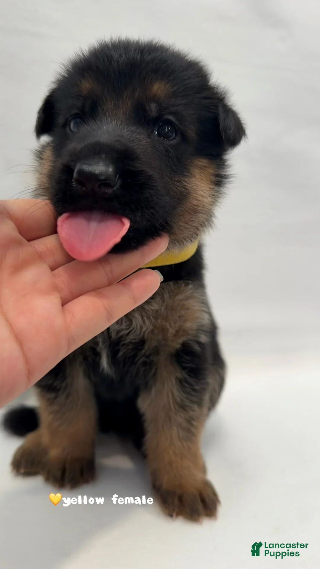 German Shepherd dogs for sale: yellow - Ad 2