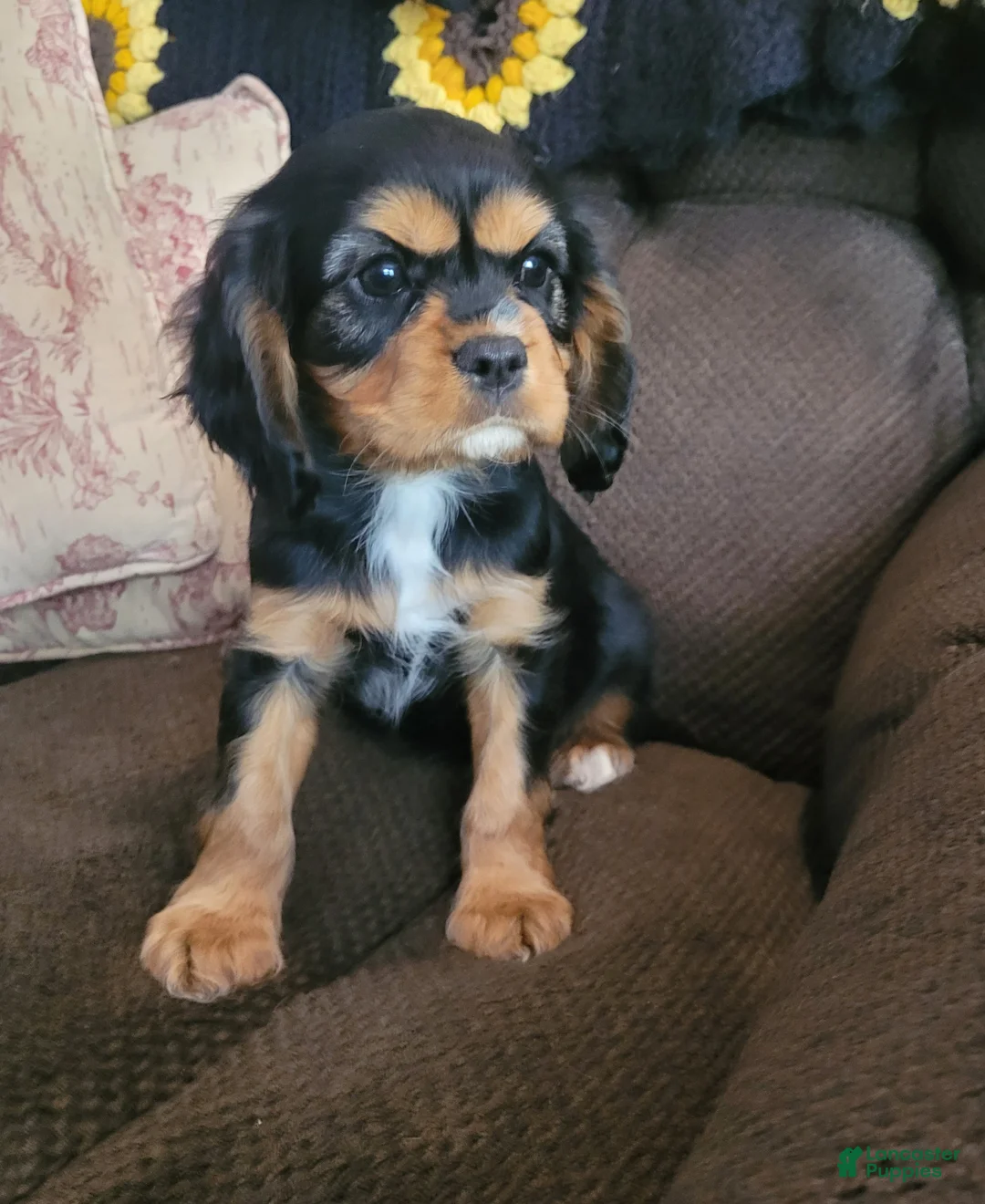 Cavalier King Charles Spaniel dogs for sale: Black and tan  - Ad 1