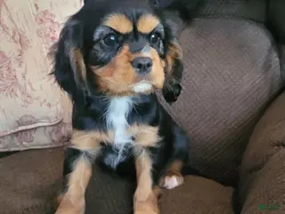 Cavalier King Charles Spaniel dogs Black and tan - Ad 23