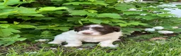 Portuguese Water Dog dogs for sale: Toby - Ad 5