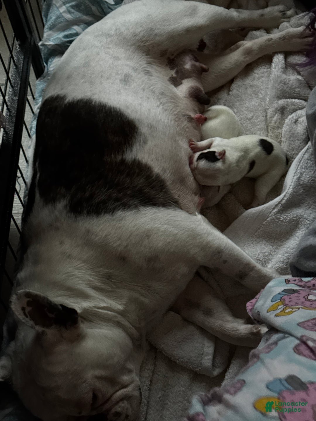 French Bulldog dogs for sale: French Bulldog Puppy 1 “Seamus” - Ad 14