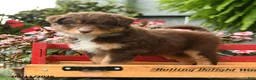 Australian Shepherd dogs for sale: Galaxy - Ad 3