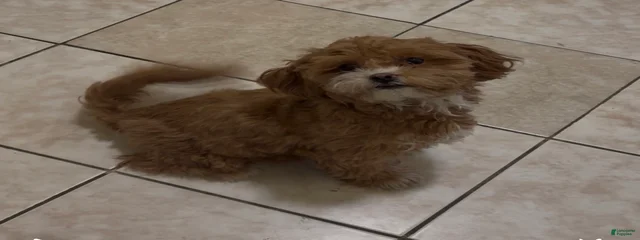 Nahla