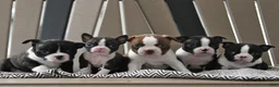 Boston Terrier dogs for sale: Penny - Ad 3