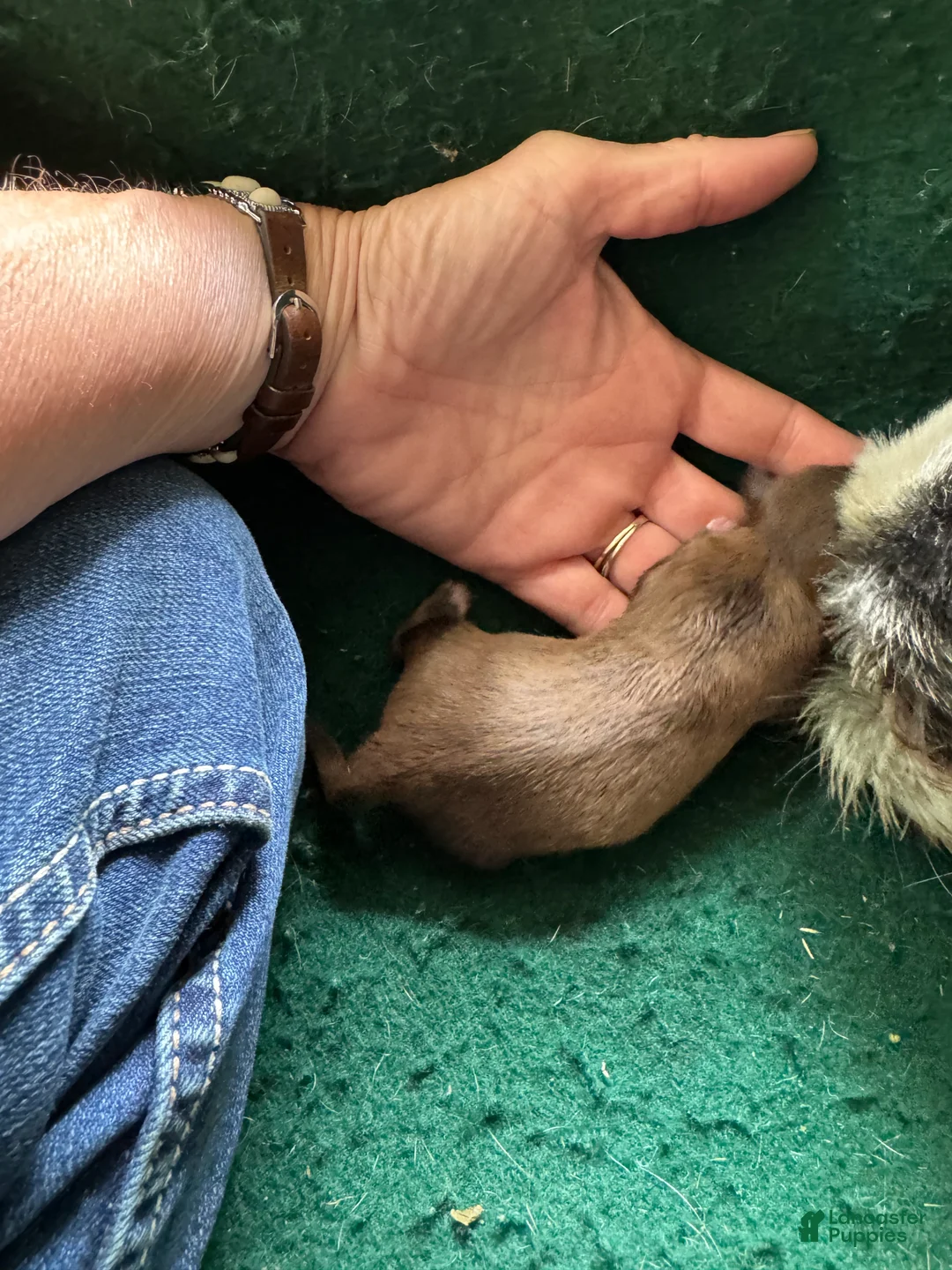 Shih Tzu dogs for sale: Shih Tzu 5 - Ad 2