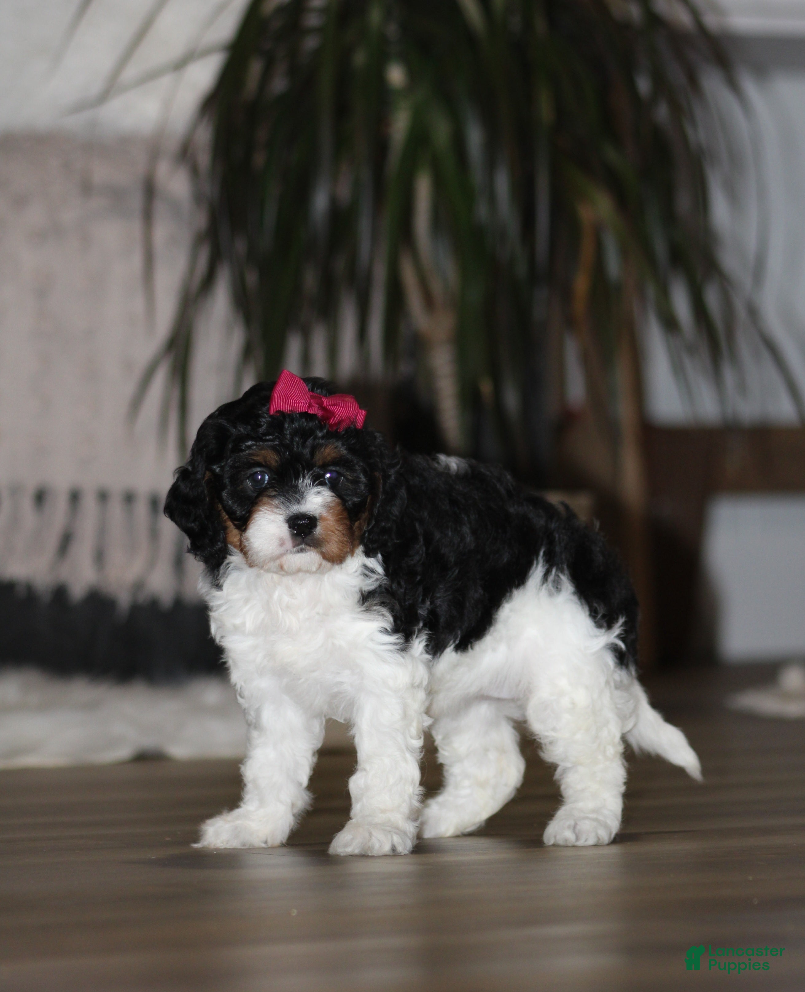 Cavapoo dogs Chloe - Ad 2