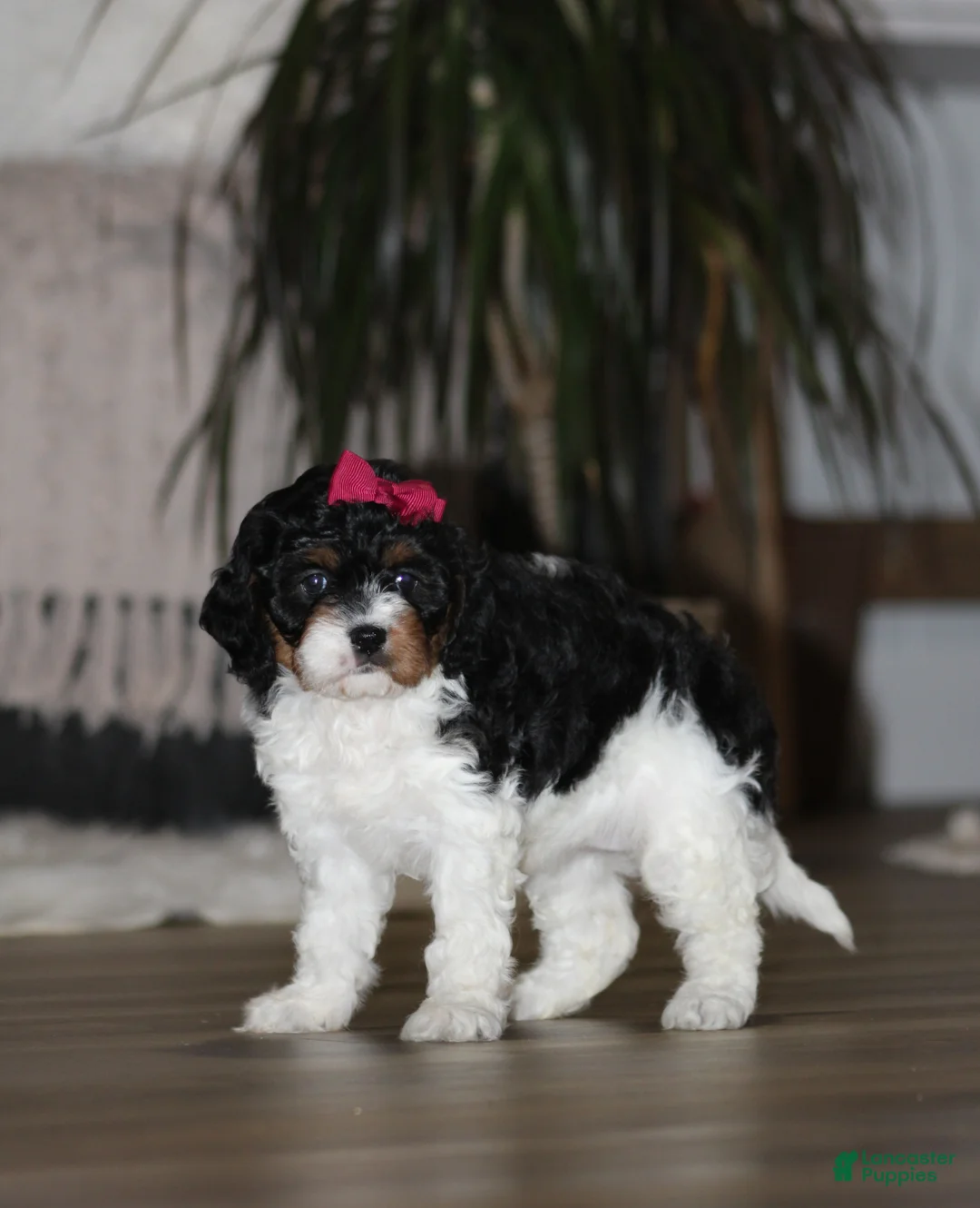 Cavapoo dogs for sale: Chloe - Ad 2
