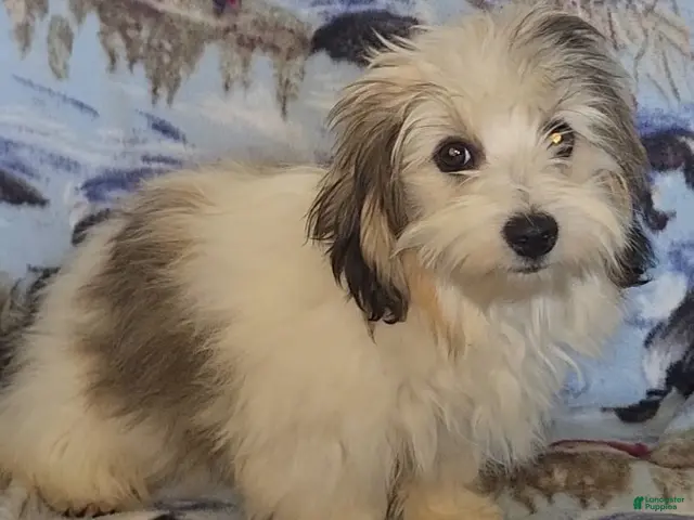 Havanese dogs for sale: Mena - Ad 2