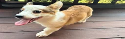 Welsh Corgi Pembroke dogs for sale: BENNY - Ad 10