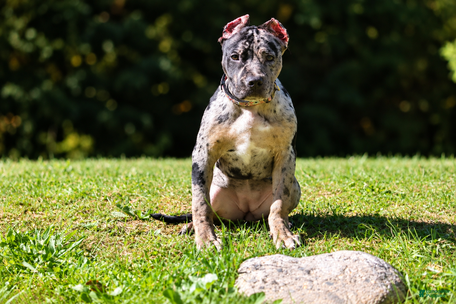 American Bully dogs for sale: ODYSSEY - Ad 11