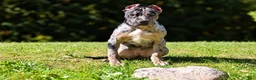 American Bully dogs for sale: ODYSSEY - Ad 1